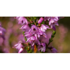 Ingerul pazitor al rinichilor