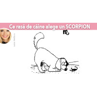 Ce rasa de caine alege un SCORPION Ce rasa de caine alege un SCORPION