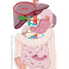 Bolile hepatice Bolile hepatice